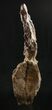 Tall Diplodocus Caudal Vertebra - Dana Quarry #10147-6
